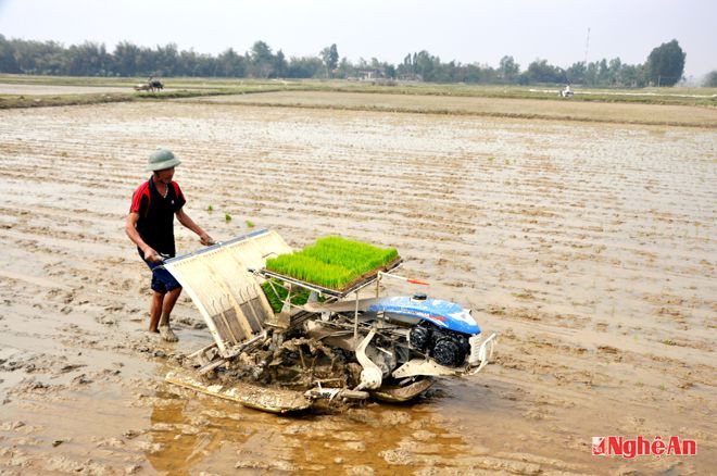 Cấy lúa  bằng máy ở Nam Cát (Nam Đàn).