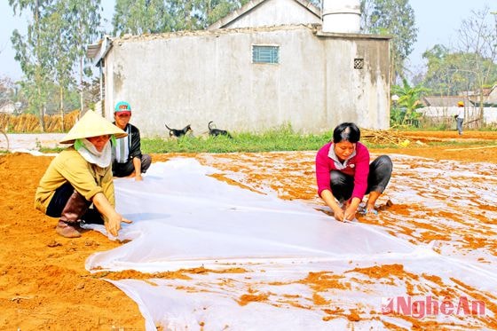 Nông dân xã Diễn Mỹ (Diễn Châu) làm đất gieo lạc xuân.