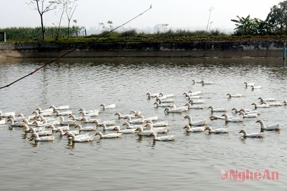Mô hình gia trại của anh Ngô Văn Kiên ở xóm 3 - Diễn Mỹ