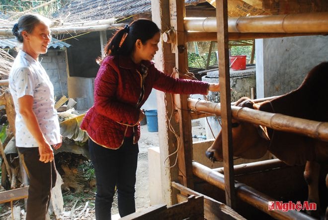 Mua chọn bò ở xã Hoa Sơn ( Anh Sơn) tặng cho đồng bào Xiêng My
