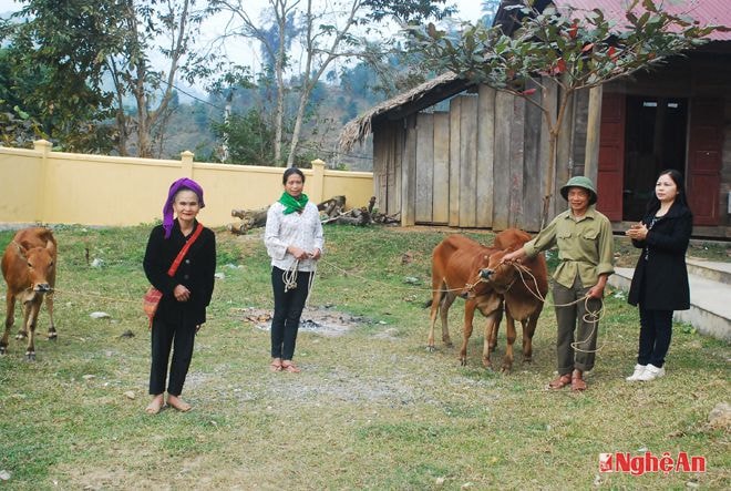 Trao bò cho 3 hộ nghèo ở Xiêng My