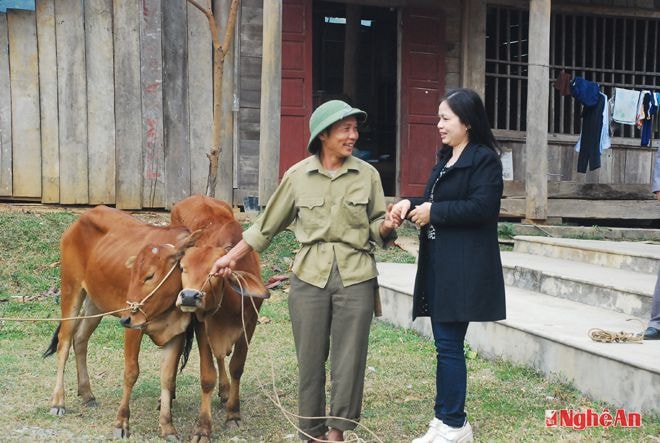 Niềm vui của ông Lương Văn Nghệ được Báo Nghệ An tặng 1 con bò sinh sản