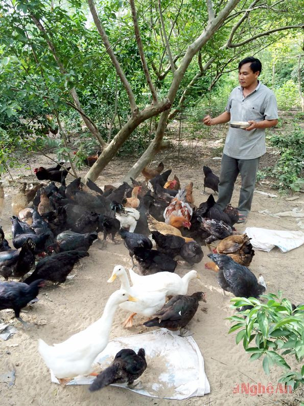 Phát triển trang trại trên đất bãi ở Nam Tân - Nam Đàn. Ảnh: T.L