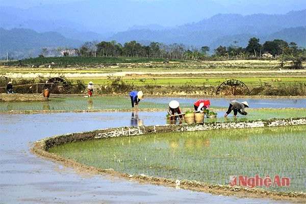 Bà con Châu Tiến tranh thủ thời tiết tốt xuống đồng