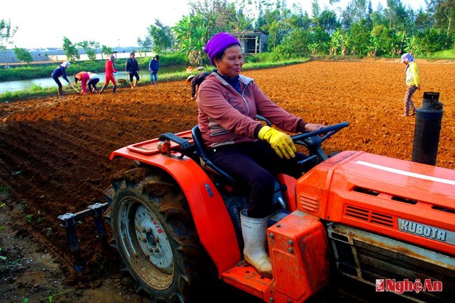 Nông dân xã Diễn Thịnh (Diễn Châu) cày rãnh gieo lạc xuân. Ảnh: Cảnh Yên