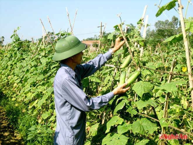 Mô hình trồng dưa chuột theo hướng VietGAP tại xã Xuân Lâm (Nam Đàn).