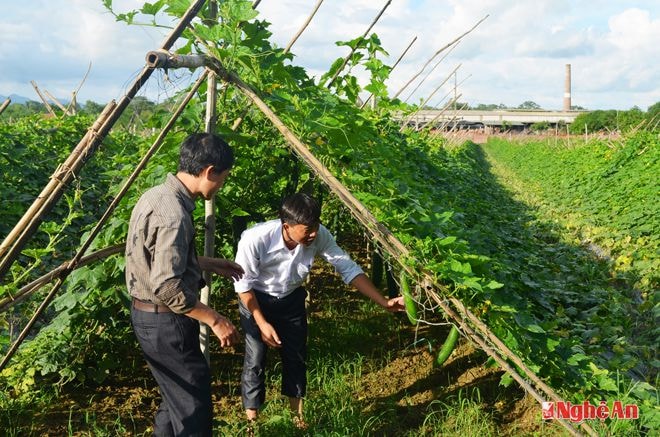 Thâm canh bí xanh cho năng suất cao ở xã Cẩm Sơn (Anh Sơn). 