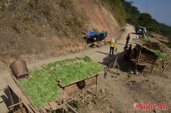 Dọc đường đi từ Huồi Tụ vào xã Keng Đu của huyện Kỳ Sơn, đồng bào dân tộc Mông ở xã Na Loi, Đọoc Mạy dựng lán bán rau cải.