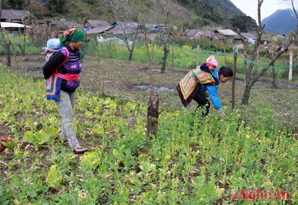 Cuối năm là thời điểm cải trổ hoa.Người dân cắt ngồng cải mang đi bán,