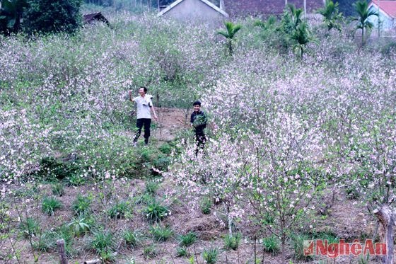 Khắp Làng Đồng Bản - xã Kim Thành đào đã nở rộ.