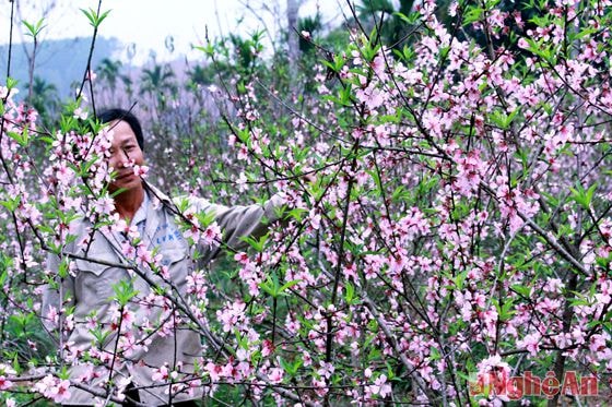 Ông Phạm Tất Thành cho biết hoa đào có thể kích để nở sớm những không có phương pháp nào để hãm nó, cứ  vài năm gặp thời tiết nắng nóng và nhằm đúng lịch nhuần thì cứ phải chấp nhận nhìn đào nở