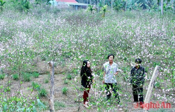 PV Báo Nghệ An troa đổi thông tin với chủ vườn đào Phạm Tất Thành