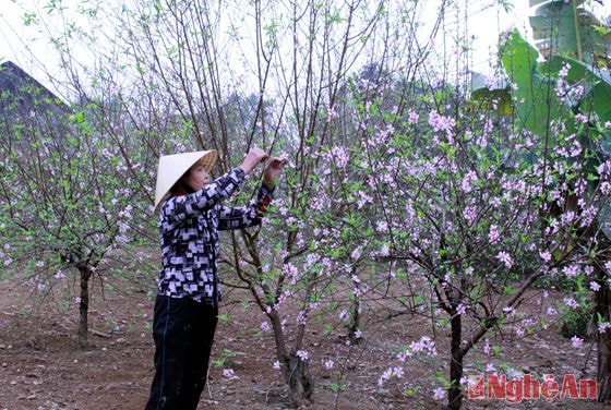 Cũng như Làng Đồng Bản - Kim Thành, xóm 9 - Nam Anh đào cũng đã khoe sắc nơi nơi, hộ chị Nguyễn Thị Hiền cũng nhìn đào khoe sắc và chỉ mong thu được vài triệu đồng tiêu tết.