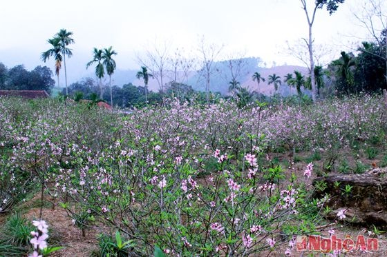 Xóm Trại Mắt cũng có khoảng 15-20 hộ chuyển đổi mô hình trồng màu vụ đông sang cây đào hàng hóa. Sau hai năm ươm hom đào giống nay đã cho thu hoạch