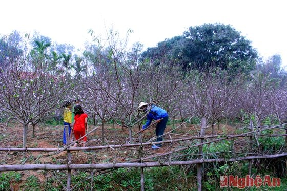 Hộ chị Thái ThịHoa sau 2 năm chăm bón, đã cho vườn đào có quy hoạch đẹp có tiếng, và được lái buôn đặt 40 triệu đồng từ đầu tháng 10