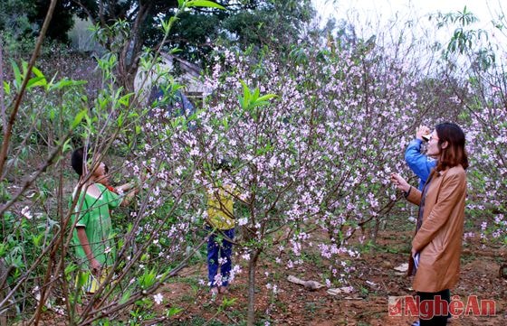 Cũng chỉ vì đào nở sớm mà 400 gốc đào nhà chị Thái Thị Hoa bị thương lái hạ giá xuống chỉ còn 30 triệu đồng