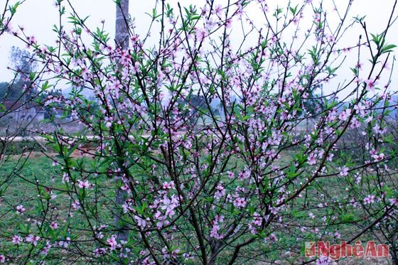 Thương hiệu đào phai Kim Thành có tiếng nếu nở đúng dịp áp tết sẽ mang lại nguồn thu không nhỏ cho bà con vùng núi Kim Thành, giúp bà con có được cái tết ấm no.