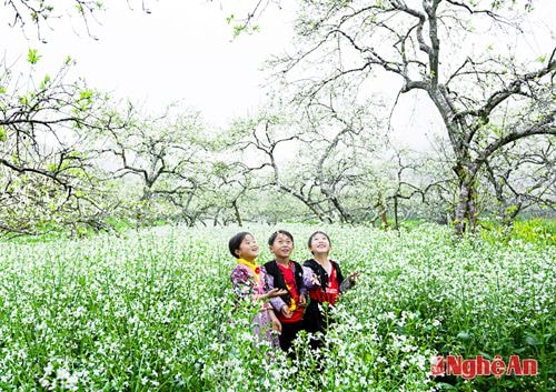 l Vườn xuân. Ảnh: cảnh hùng