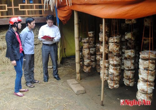 Trồng nấm rơm tại gia đình anh Lộc Văn Sơn. 