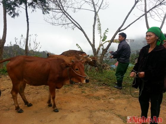 Người dân phấn khởi khi được nhận bò giống