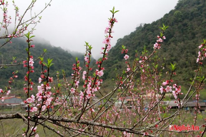 Vẻ đẹp hoa đào Kỳ Sơn.