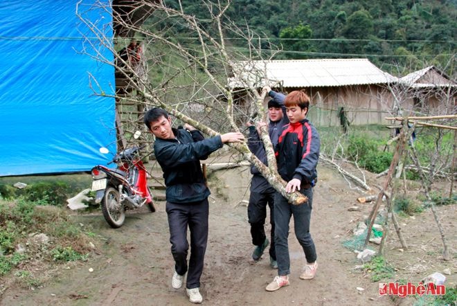 Lái buôn mua đào chuyển về miền xuôi bán.