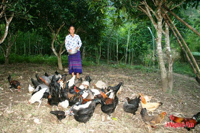 Chị Lô Thị Hoa (bản Kẹo Lực, xã Phà Đánh, huyện Kỳ Sơn) chăm sóc đàn gà. Ảnh: Thanh Quỳnh