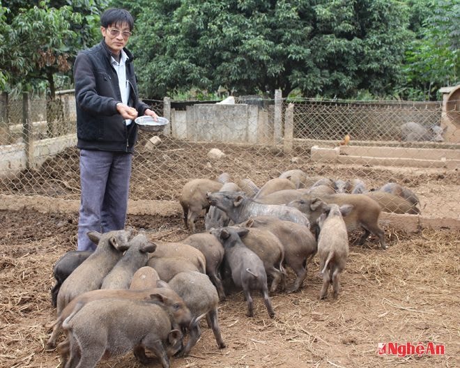 Anh Hiệp chăm sóc đàn lợn rừng.