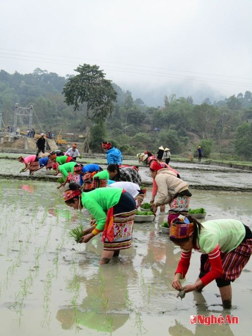 Hội thi cấy ở xã Lục Dạ (Con Cuông).