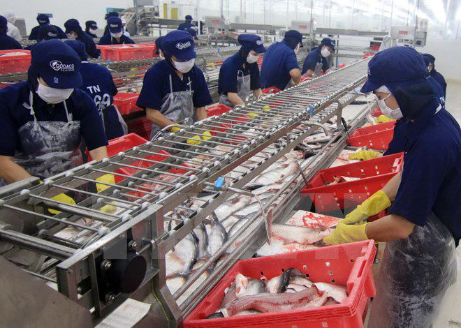 Chế biến cá ba sa xuất khẩu. Nguồn: TTXVN