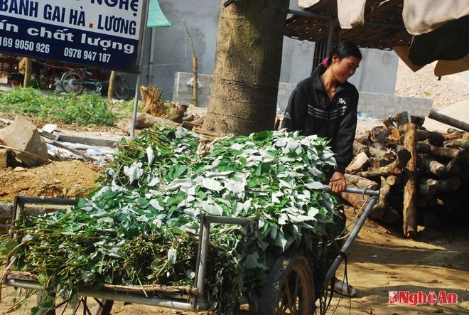 Người làm bánh ở xứ Dừa mỗi ngày hái hàng chục xe lá gai như thế này ở trong xã Tường Sơn