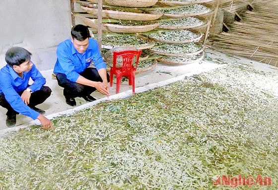 Nuôi tằm ở trang trại của anh Nguyễn Hữu Minh (xóm 4, Tường Sơn, Anh Sơn).