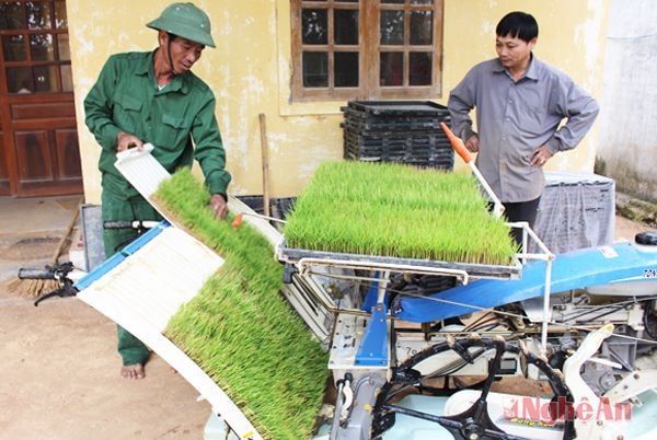 Đưa khay mạ vào máy cấy.
