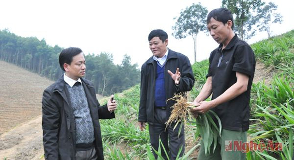 Thăm mô hình trồng cây rễ hương tại huyện Anh Sơn.
