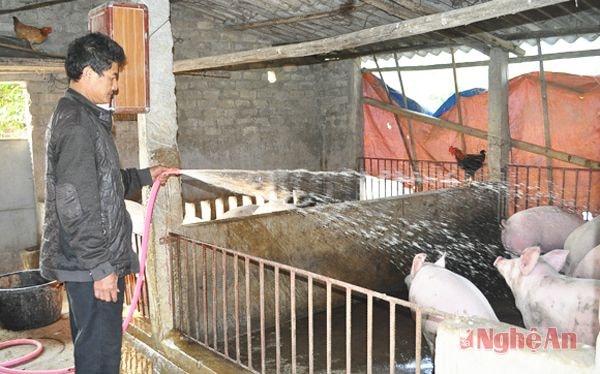 Ông Hồ Văn Hai (xóm 11, Diễn Liên, Diễn Châu) chăm sóc đàn lợn.