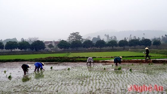 Nông dân xã Long Thành (Yên Thành) xuống đồng gieo cấy lúa xuân. Ảnh: Phú Hương