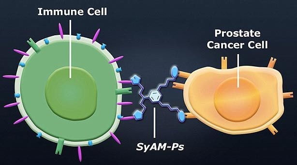 Nhóm nghiên cứu đã sử dụng kháng thể nhân tạo SyAM-Ps bám dính vào kháng nguyên trên bề mặt tế bào ung thư tuyến tiền liệt, trước khi kết nối với tế bào bạch cầu từ hệ miễn dịch để tiêu diệt tế bào bị bệnh. Ảnh: Daily Mail 