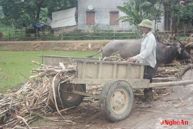 Dùng xe kéo đưa mía về