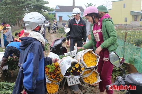  Nhiều người đến mua hoa về bán kiếm tiền dịp tết.