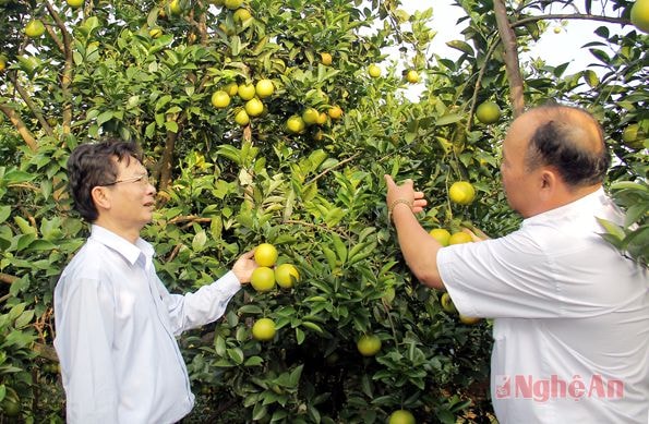 Đồng chí Nguyễn Hữu Nhị (trái) thăm trại cam của hội viên.  Ảnh: H.Minh