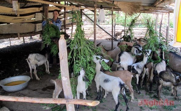 Chăn nuôi dê, một trong những mô hình xóa nghèo có hiệu quả ở Nghĩa Đàn. Ảnh: Đinh Thùy