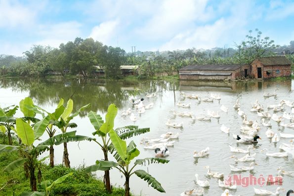 Phát triển trang trại chăn nuôi, xây dựng làng nghề nông thôn mới tại phường Hưng Dũng (TP. Vinh).