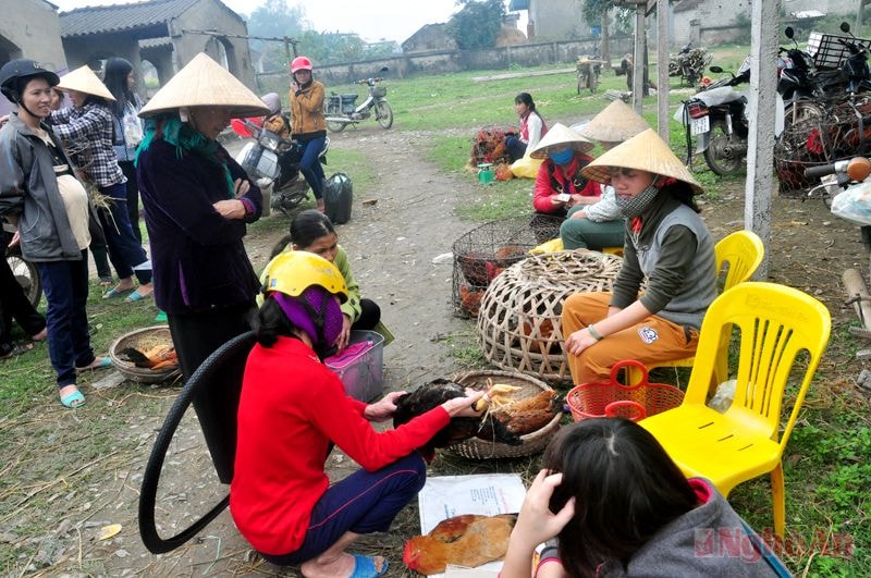 Gà đồi từ huyện Đô Lương và các xã miền núi của Yên Thành cũng có mặt trong phiên chợ Tết