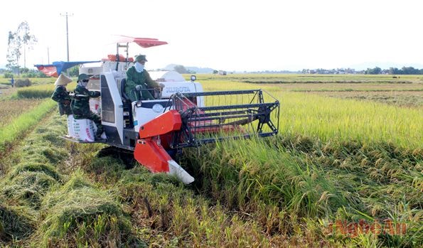 Bà con xã Hưng Long (Hưng Nguyên) đưa cơ giới vào thu hoạch lúa hè thu. Ảnh: Nguyên Sơn