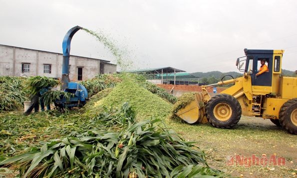 Chế biến thức ăn tại trại bò Úc ở xã Nghi Lâm (Nghi Lộc). Ảnh: Công Sáng