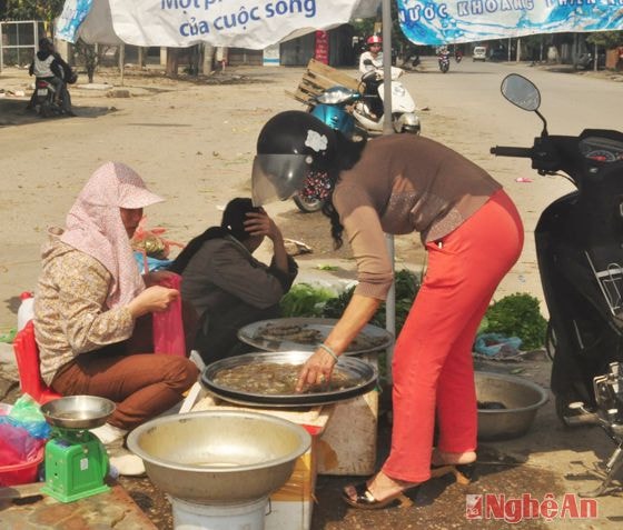 Tôm he biển tại chợ Vinh có giá 230.000 đồng/kg