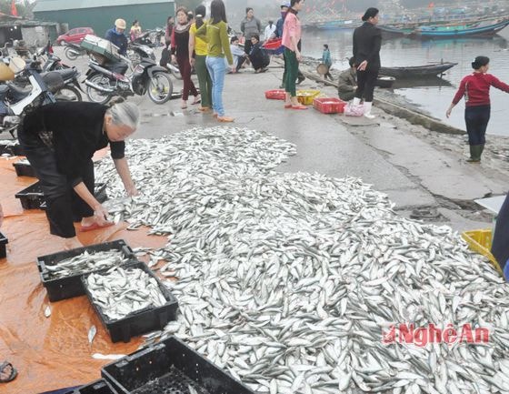 mẻ lưới đầu tiên của những thuyền đánh bắt gần bờ chủ yếu là cá trích tươi