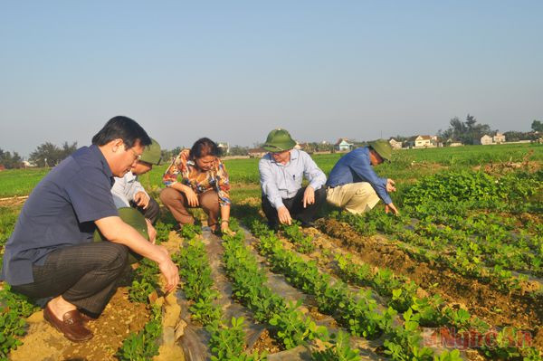 Đồng chí Đinh Viết Hồng kiểm tra lạc vụ xuân.