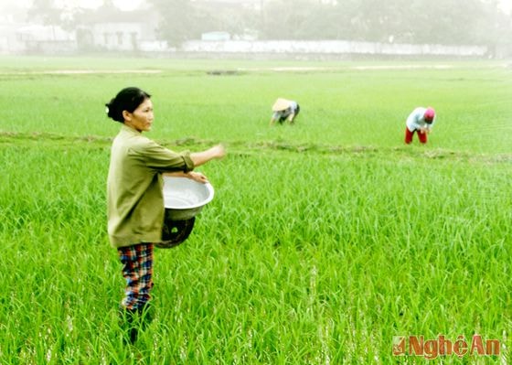 Nông dân xã Bắc Thành (Yên Thành) chăm sóc lúa vụ xuân. Ảnh: Hồ Các