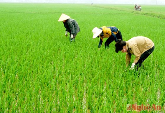 Nông dân xã Bắc Thành (Yên Thành) chăm sóc lúa vụ xuân. Ảnh:  H.C